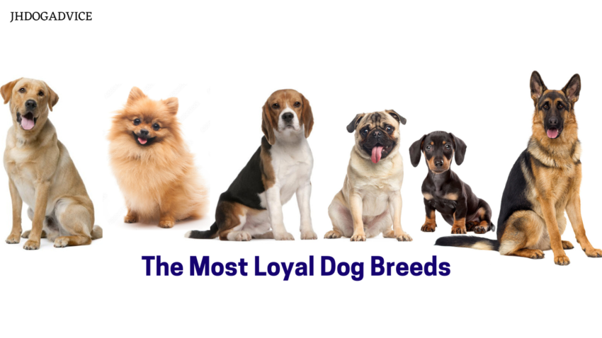 The Most Loyal Dog Breeds