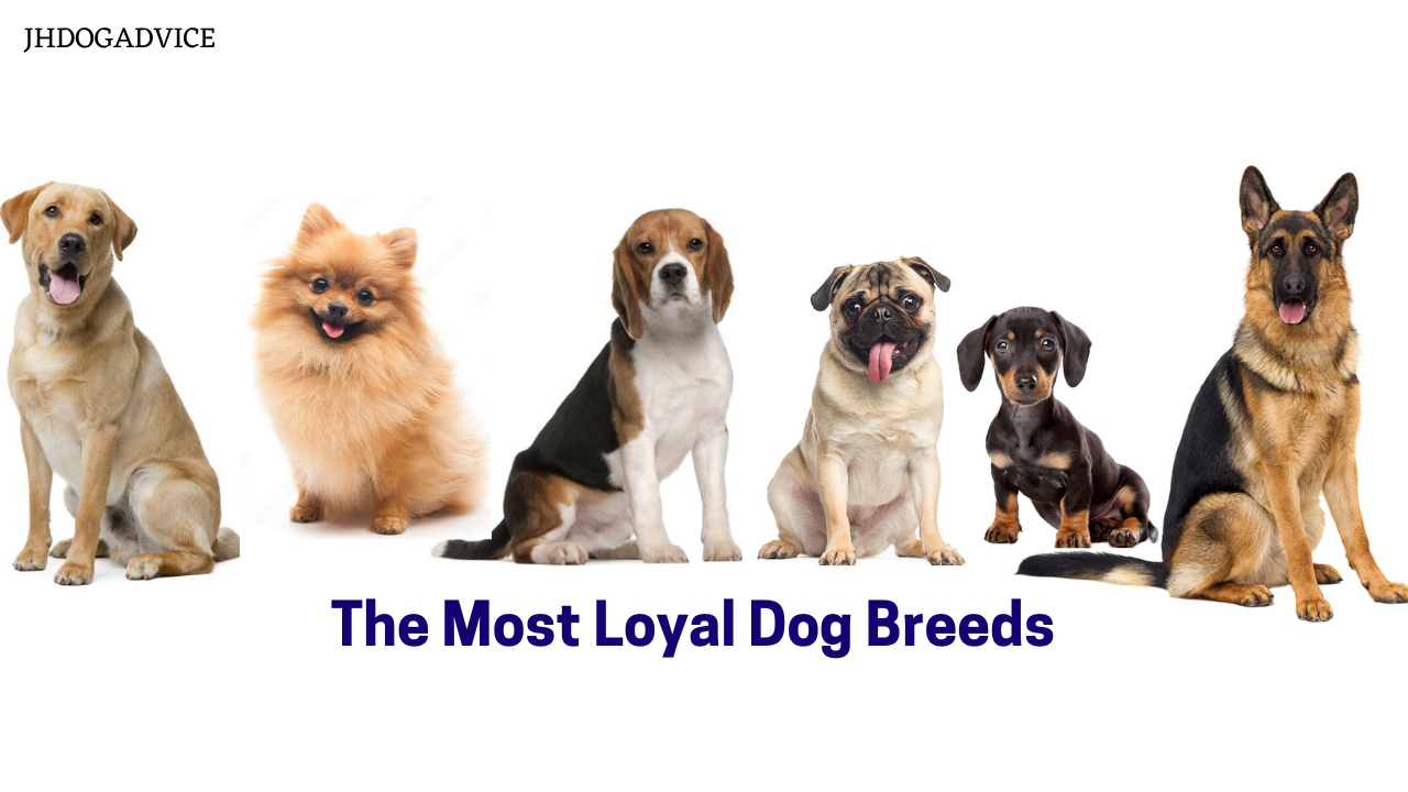 The Most Loyal Dog Breeds - JH DOG ADVICE