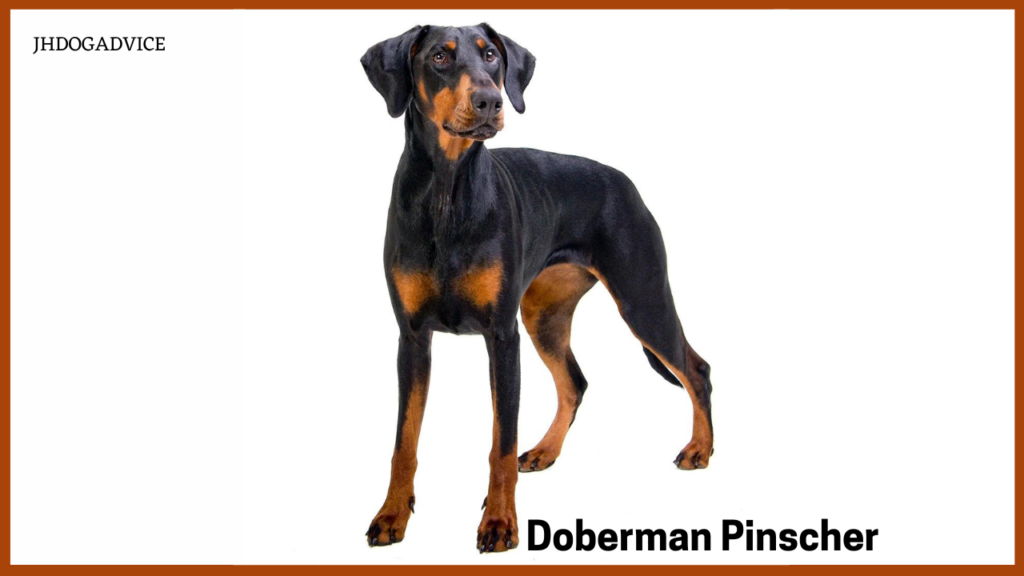 Best Loyal Dog Breeds