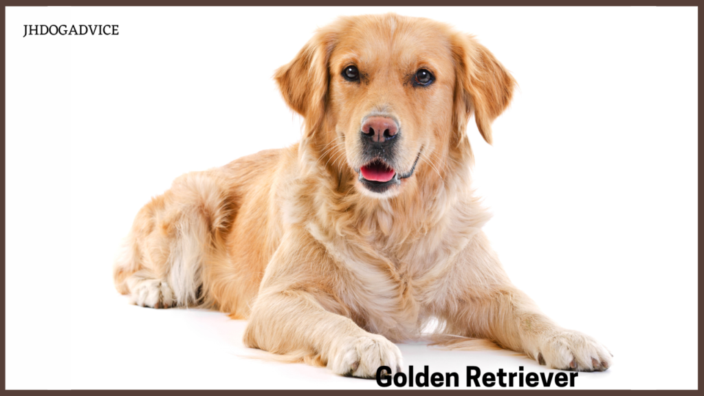 Best Loyal Dog Breeds
