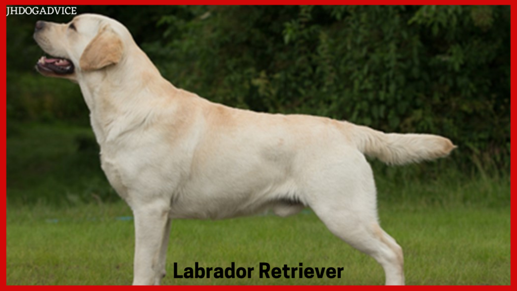 Best Loyal Dog Breeds