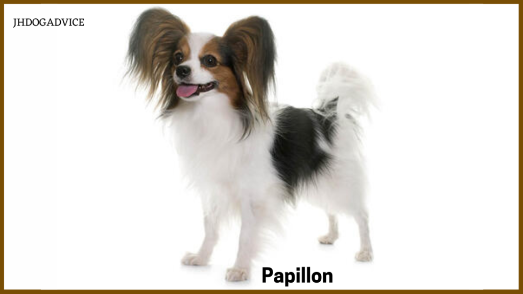 Top 10 Smartest Dog Breeds