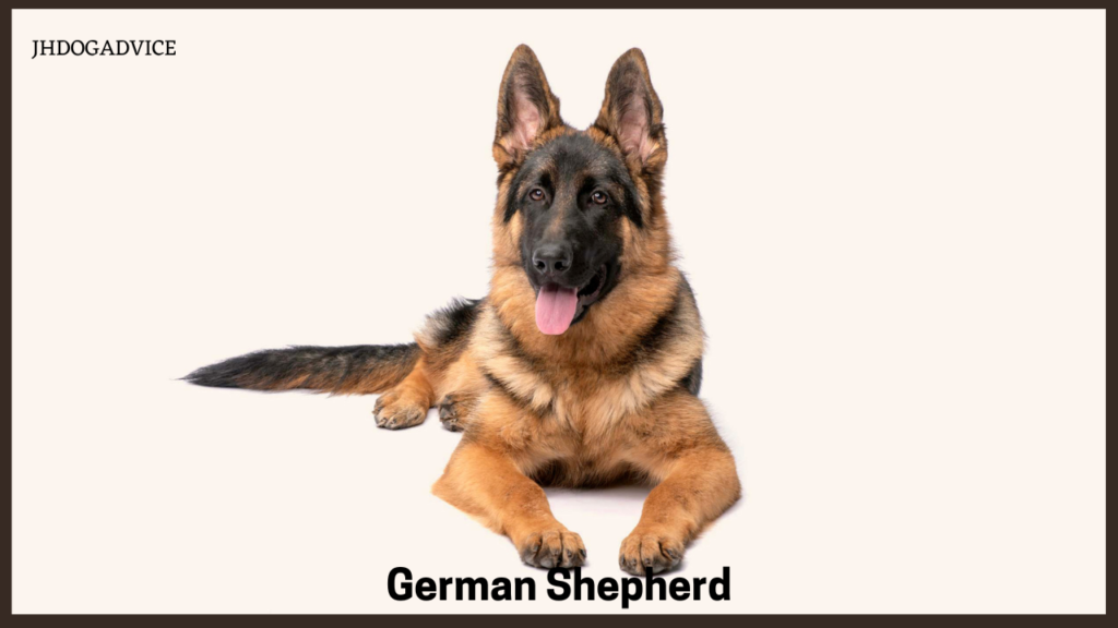 5 Best Guard Dog Breeds
