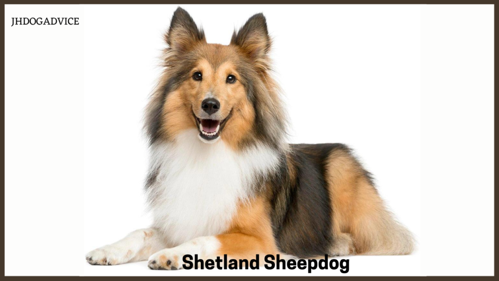 Top 10 Smartest Dog Breeds