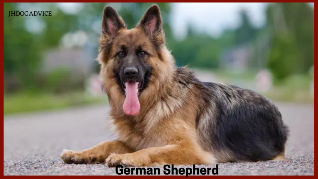 Top 10 Smartest Dog Breeds