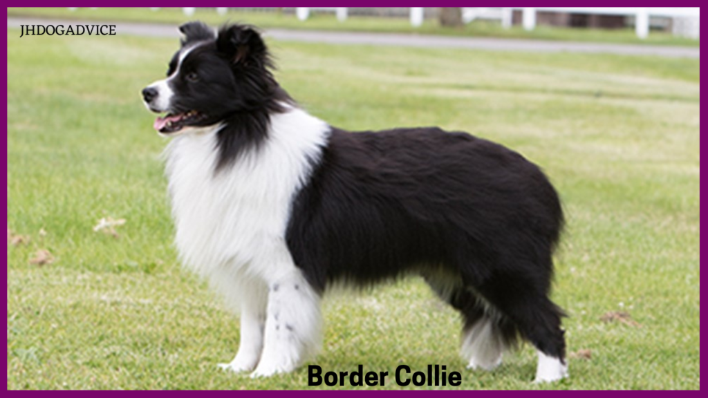 Top 10 Smartest Dog Breeds