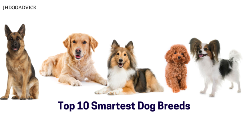 Top 10 Smartest Dog Breeds