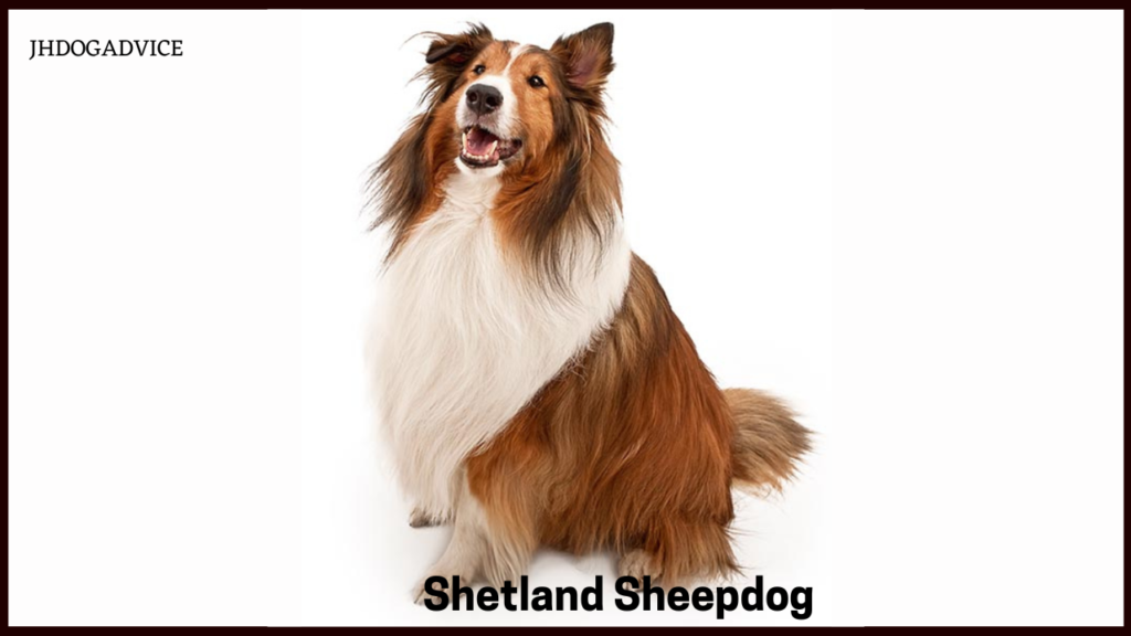 Best Smartest Dog Breeds