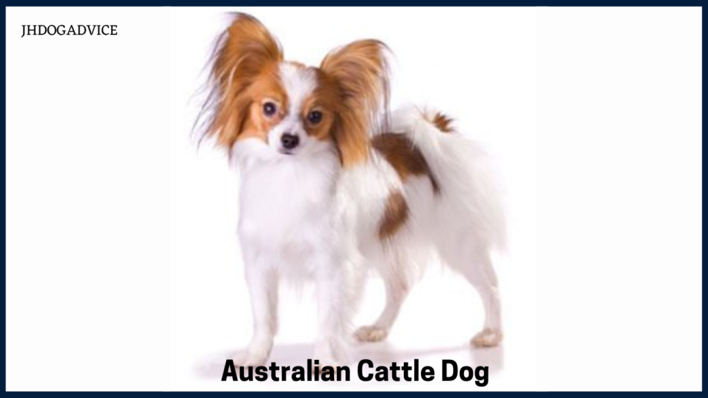 Best Smartest Dog Breeds