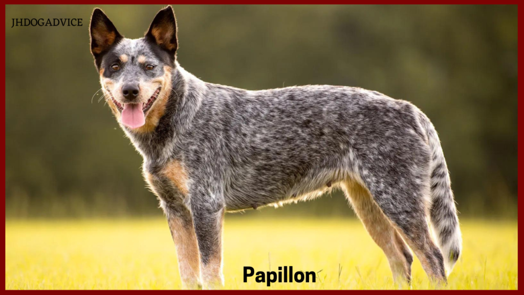 Best Smartest Dog Breeds