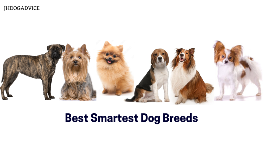 Smartest Small Dog Breeds