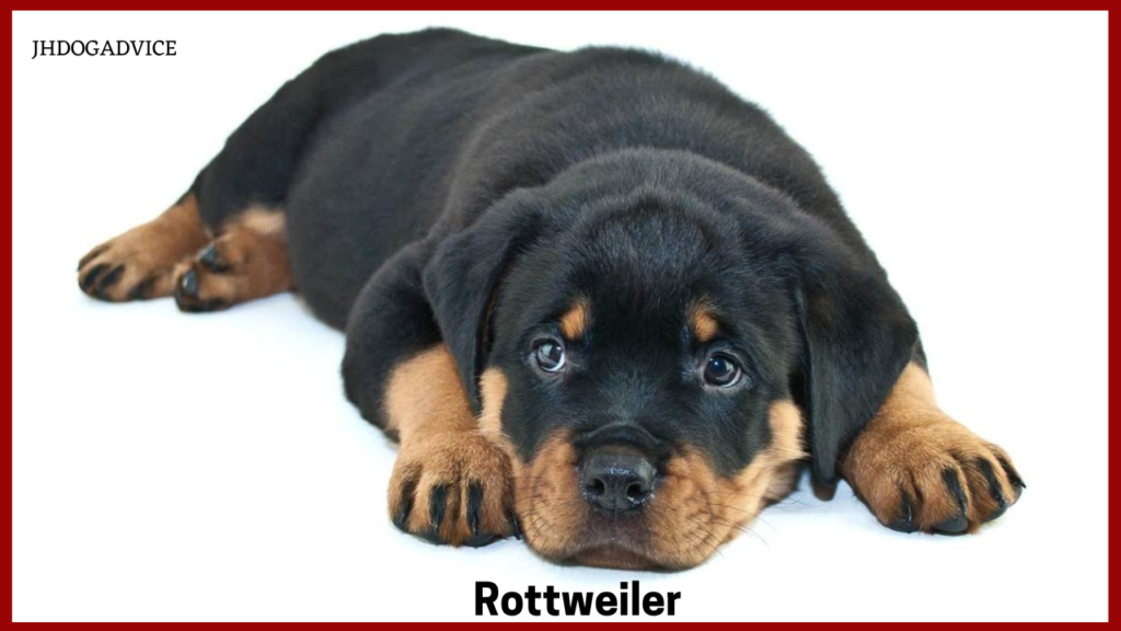 10 Smartest Dog Breeds