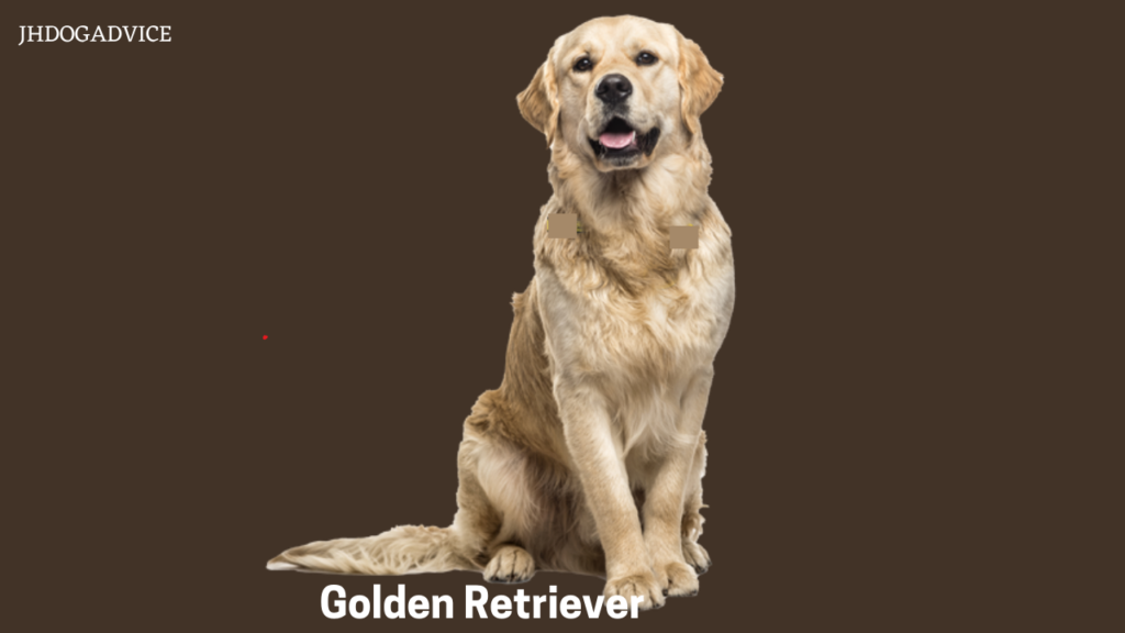 10 Smartest Dog Breeds