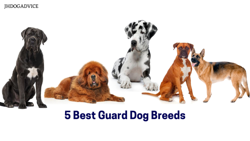 5 Best Guard Dog Breeds