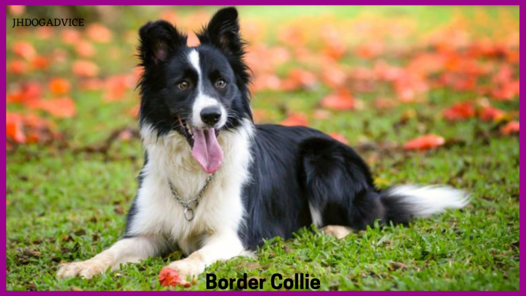 10 Smartest Dog Breeds