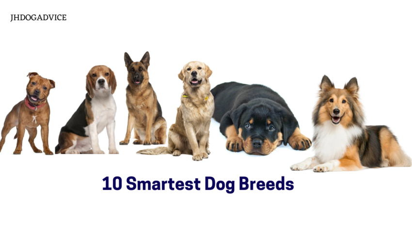 10 Smartest Dog Breeds