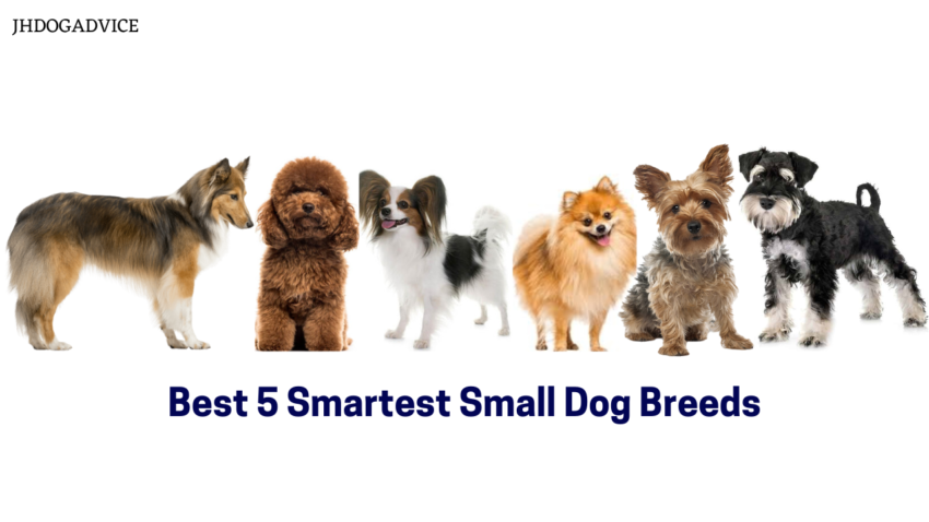 Best 5 Smartest Small Dog Breeds