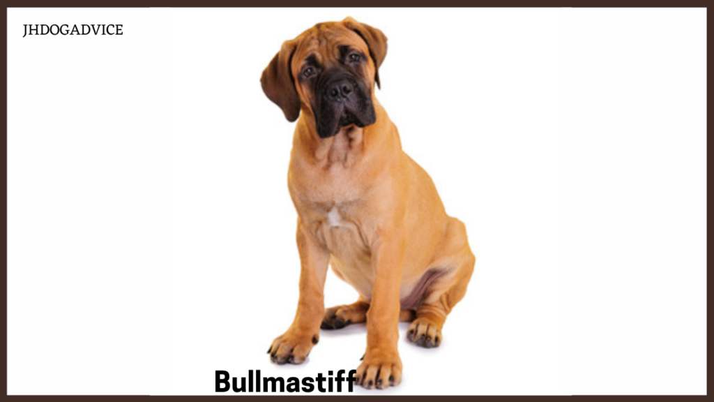 10 Gentle Giant Family Dogs Breeds