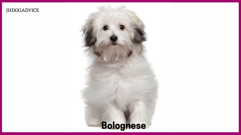 10 Small Hypoallergenic Dogs That Don’t Shed