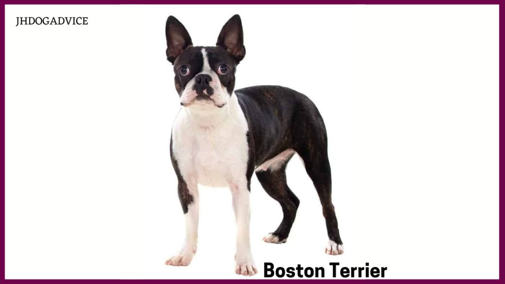 10 Small Friendly Dog Breeds