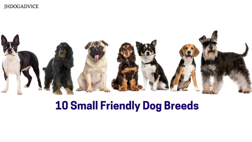 10 Small Friendly Dog Breeds