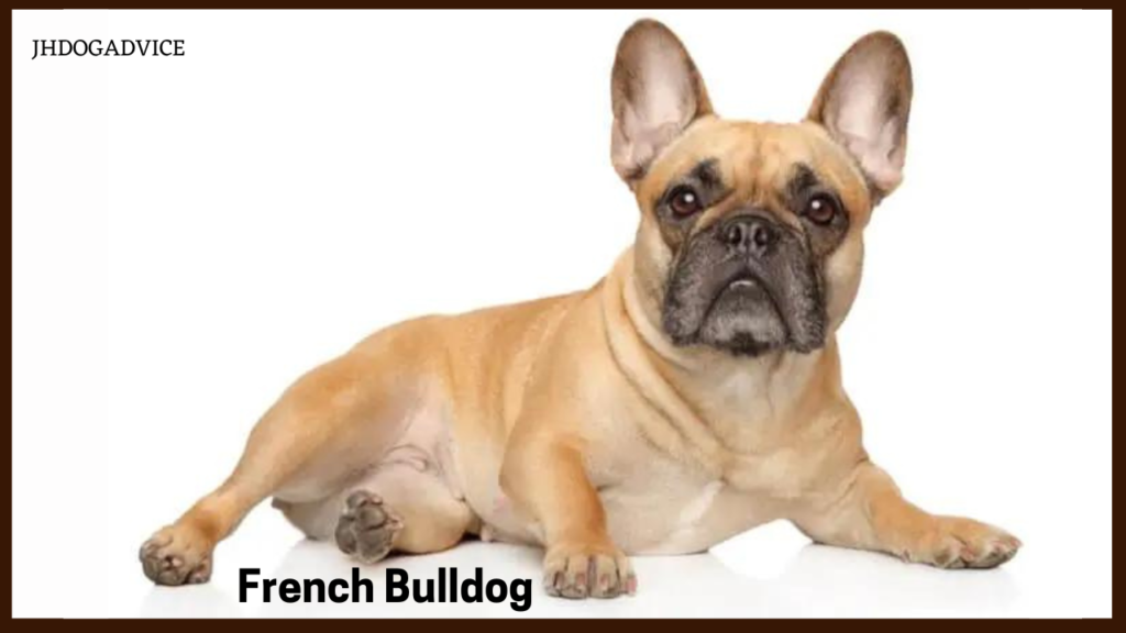 20 Most Friendly Dog Breeds in the World