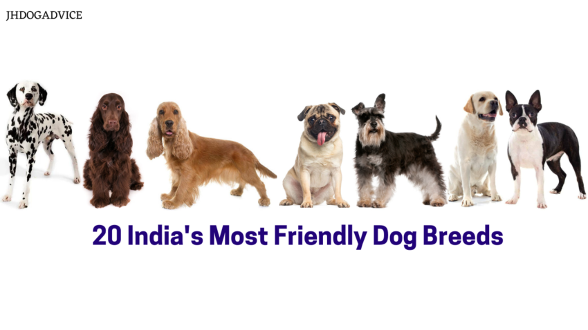 20 India's Most Friendly Dog Breeds