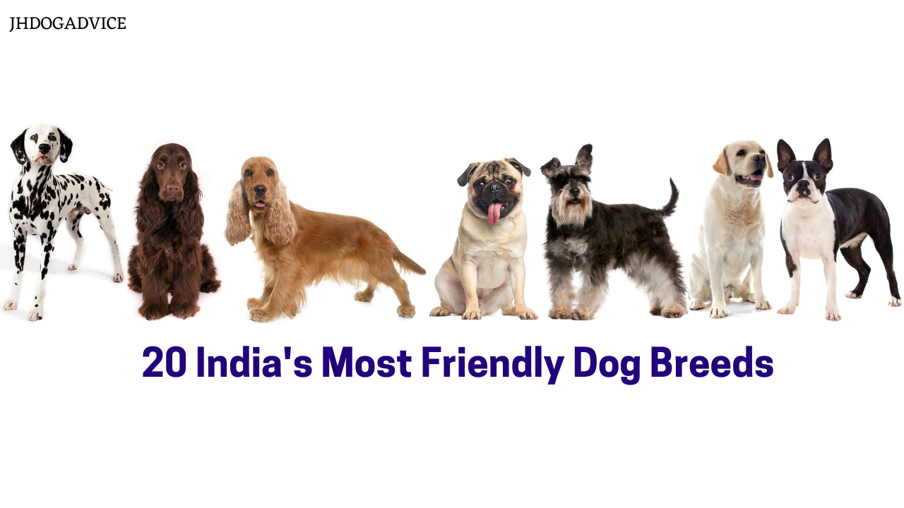 20 India's Most Friendly Dog Breeds - JH DOG ADVICE