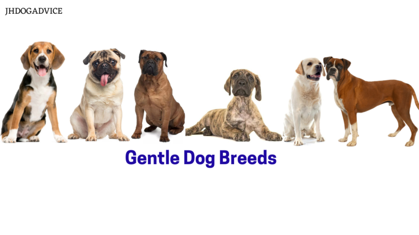 Gentle Dog Breeds