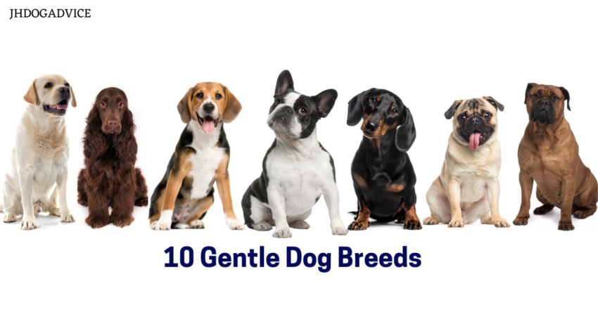 10 Gentle Dog Breeds