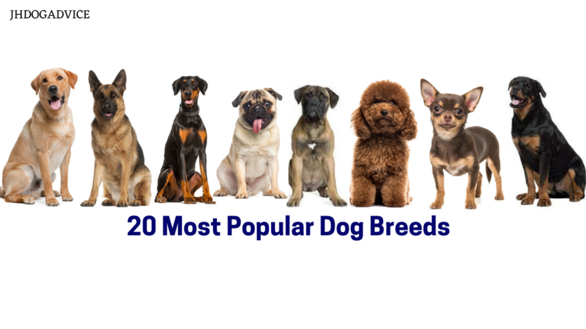 20 Most Popular Dog Breeds