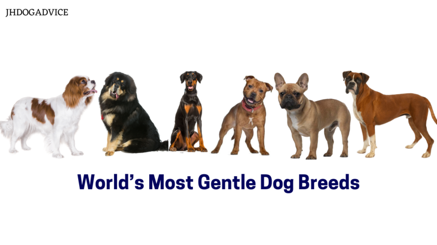 World’s Most Gentle Dog Breeds