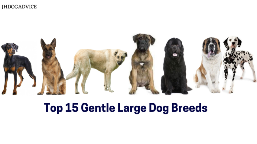Top 15 Gentle Large Dog Breeds