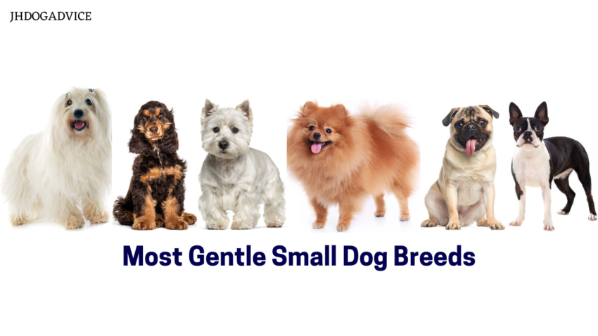 Most Gentle Small Dog Breeds