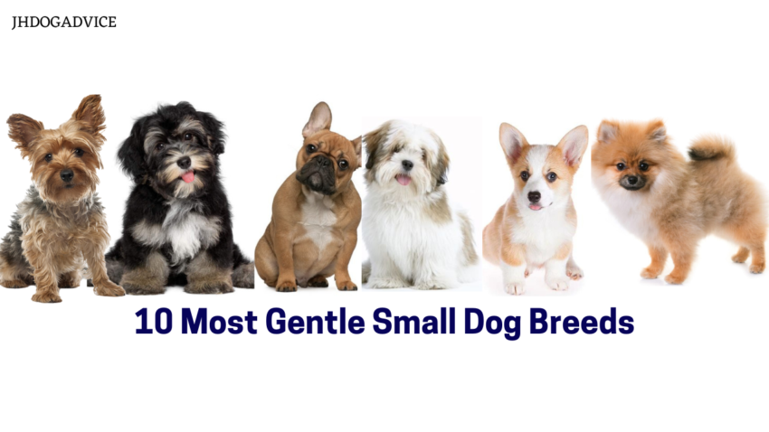 10 Most Gentle Small Dog Breeds