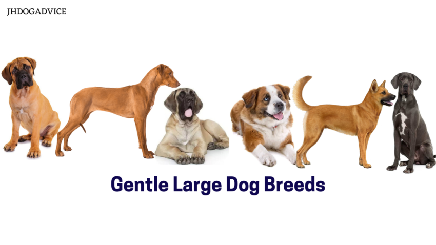 Gentle Large Dog Breeds