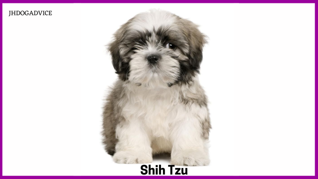 30 Gentle Small Dog Breeds