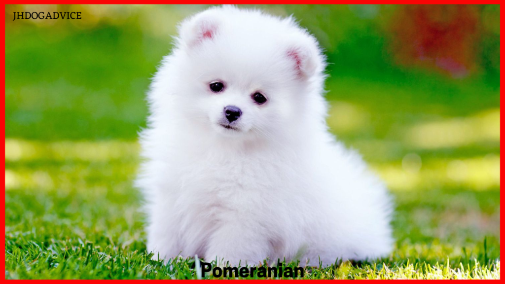 30 Gentle Small Dog Breeds