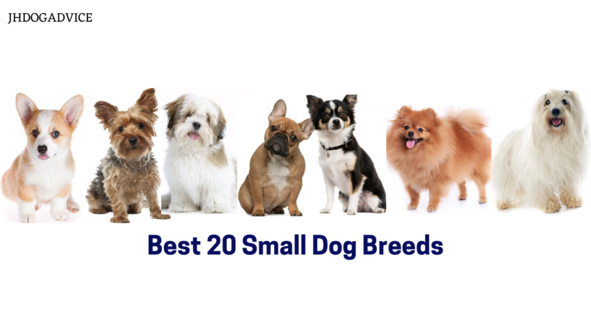 Best 20 Small Dog Breeds