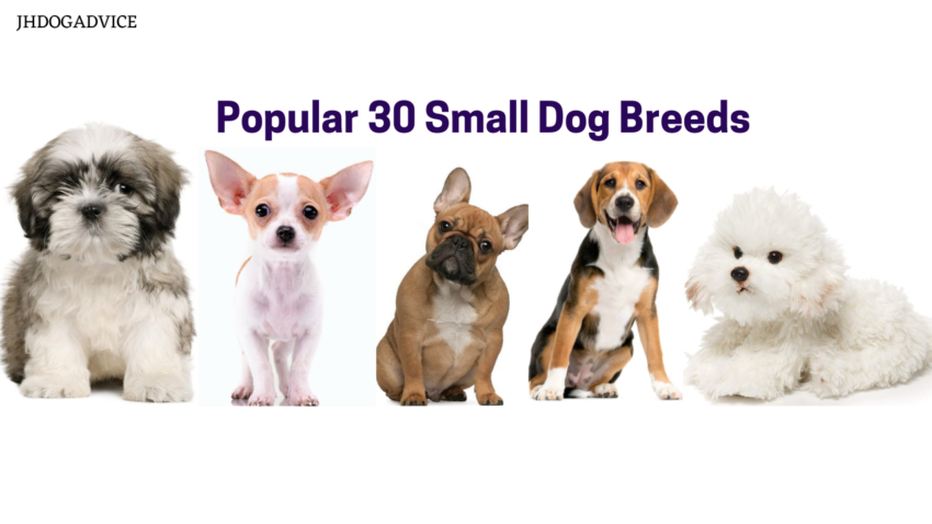Popular 30 Small Dog Breeds