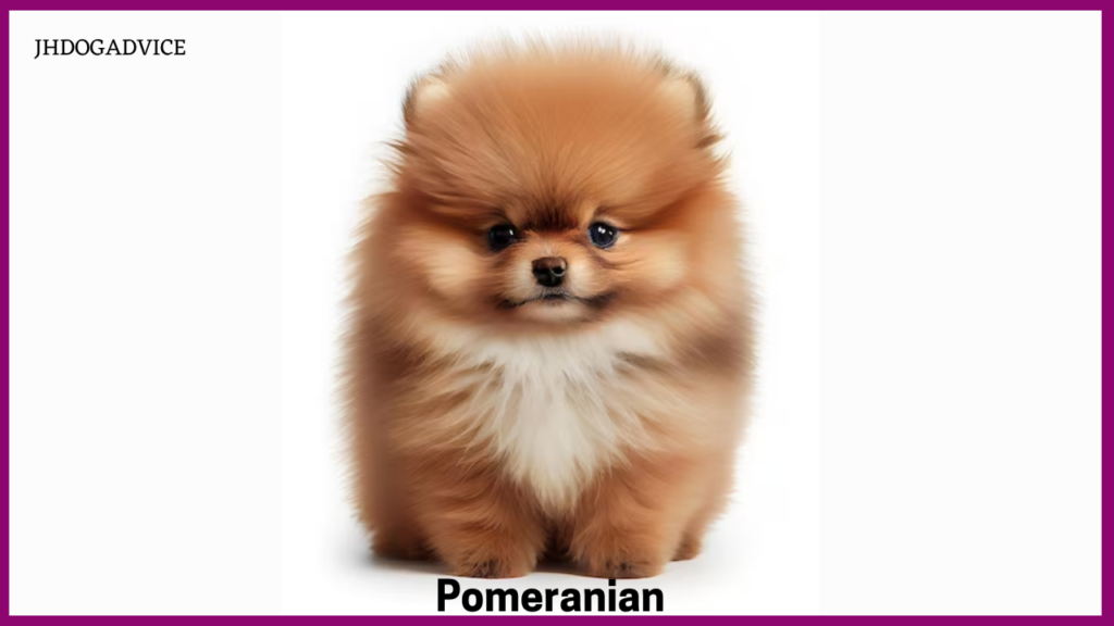 20 Popular Small Dog Breeds in India