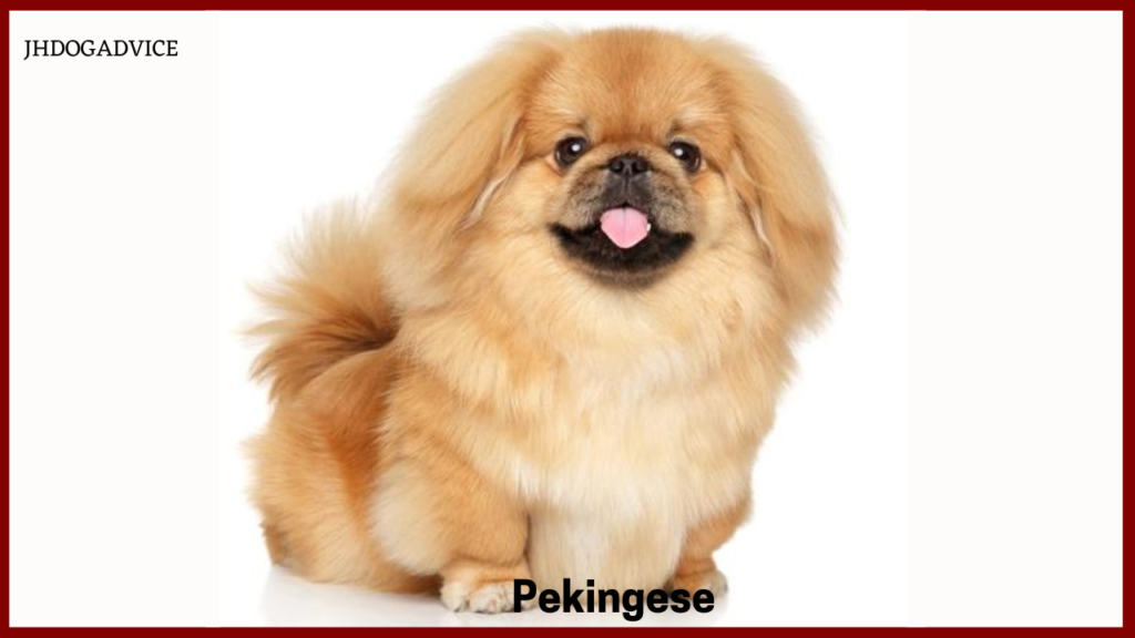 Small Dog Breeds for Indian Family