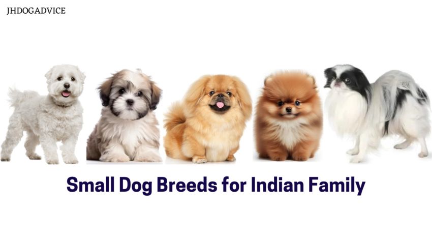 Small Dog Breeds for Indian Family
