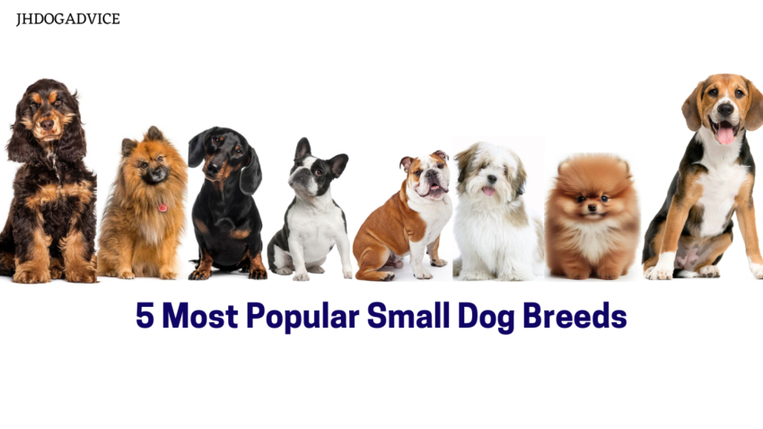 5 Most Popular Small Dog Breeds