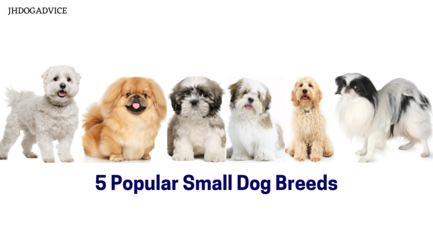5 Popular Small Dog Breeds