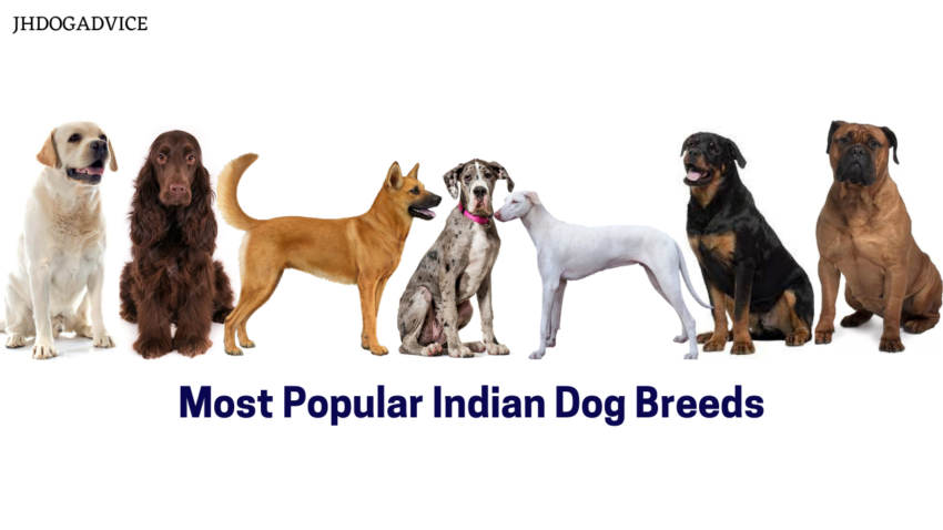 Most Popular Indian Dog Breeds