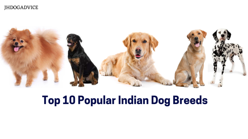 Top 10 Popular Indian Dog Breeds