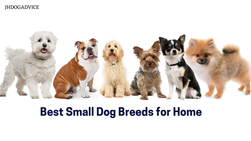 Best Small Dog Breeds for Home