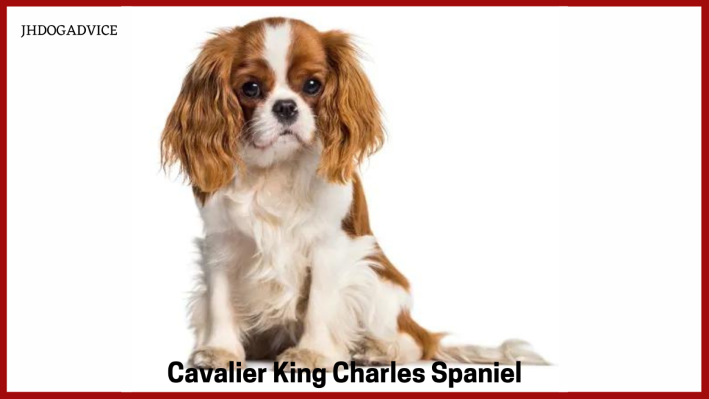 10 Small Dog Breeds for Home
