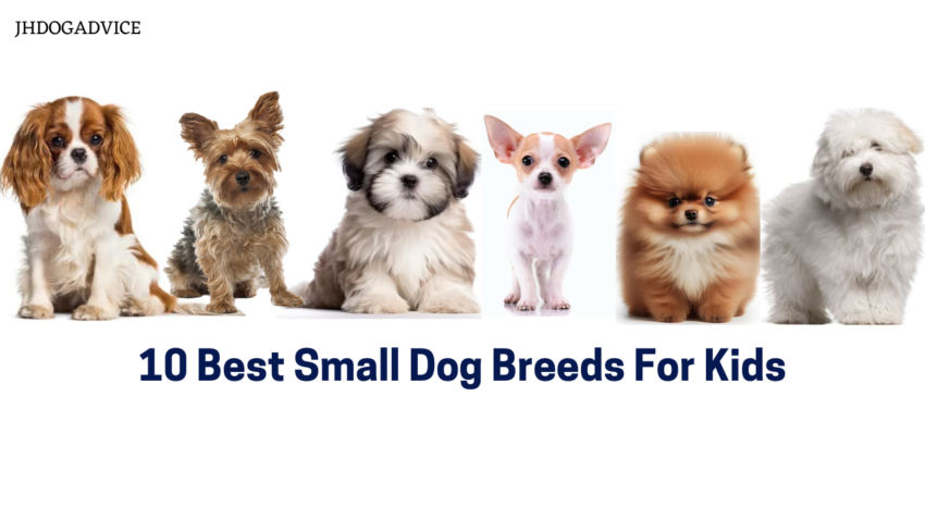 10 Best Small Dog Breeds For Kids